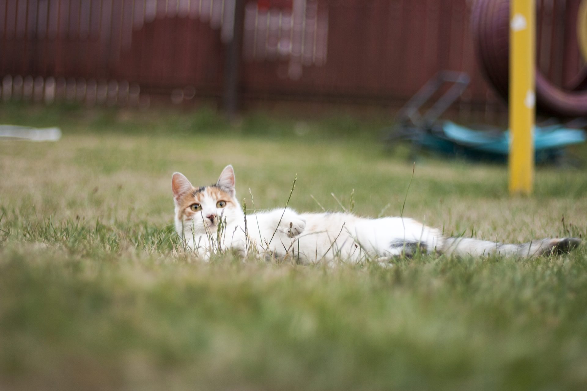 Luna
