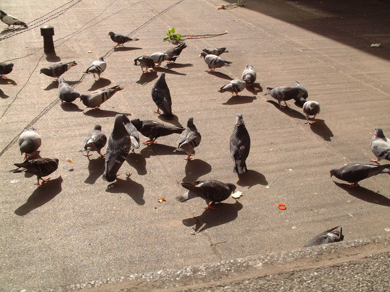 Said pigeons