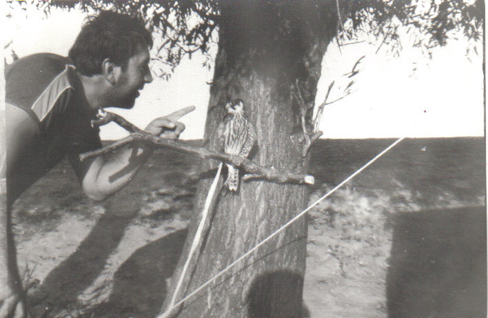 Dad and a sparrowhawk, early 1980s