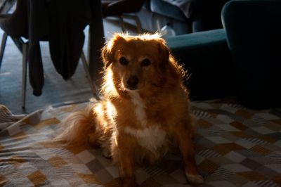 Loki