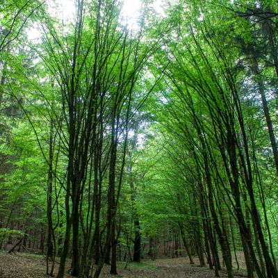 Forest with Loki