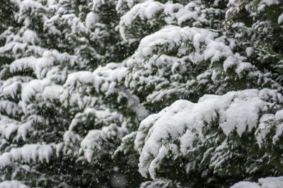 A venit iarna // Winter's Here